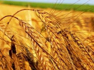 обои Пшеница - символ долголетия, богатства фото