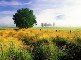 обои сухая трава возле зеленого дерева фото