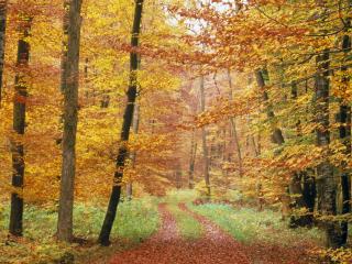 обои Лесная дорога осенью фото