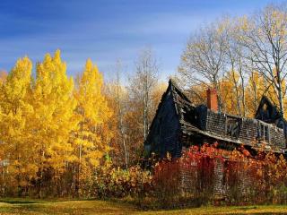 обои Заброшенный дом в осеннем лесу фото