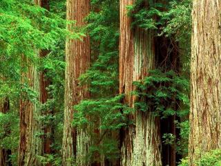 обои Толстые стволы деревьев в лесу фото