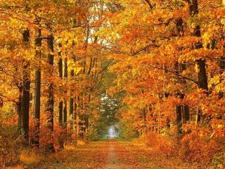 обои Дорога между осенними деревьями фото