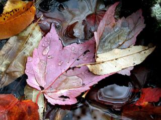 обои Осенний натюрморт из листьев фото