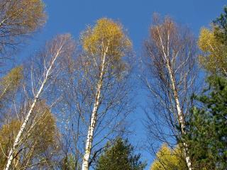 обои Осенний хоровод деревьев фото