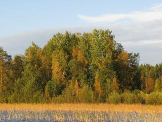 обои Осенние деревья на берегу реки фото