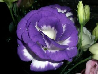 обои Фиолетовый цветок крупным планом фото