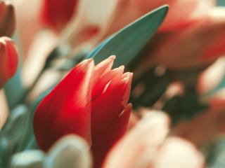 обои для рабочего стола: Beautiful tulip