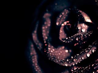 обои Black Rose фото