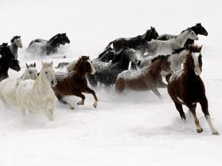 обои Лошади бегут по снегу фото