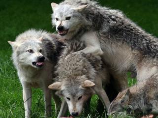 обои Три оскаленных волка бьются за пищу фото