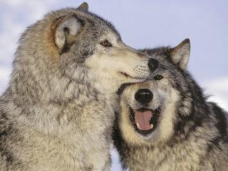 обои Любовная пара,волки относятся друг к другу не равнодушно фото