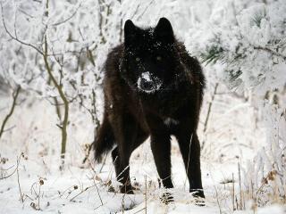 обои Черный волк среди белого снега фото