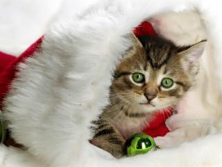обои Рождественский котёнок в шапке фото