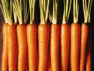 обои Аппетитная морковка фото