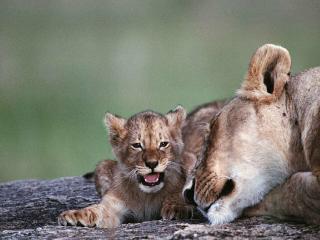 обои Львенок с матерью фото