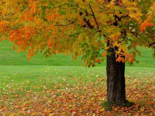 обои Могучее дерево осенью с опавшими листьями разных цветов фото