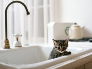 обои Кот в ванной фото