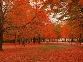 обои Осень золотая в парке фото