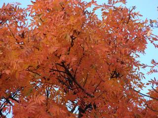 обои Осеннее дерево рябины фото