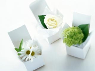 обои Цвветочки в специально упакованных коробочках фото