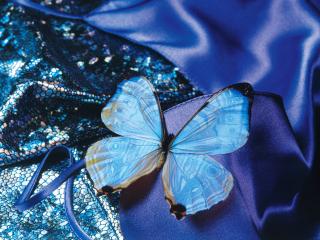 обои Голубая бабочка,на голубенькой ткани фото