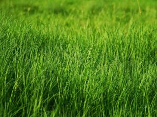 обои Пучок травы сплетен воедино фото