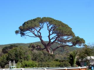 обои для рабочего стола: Кипарисовое дерево на Тоскане