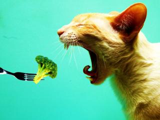 обои Даже кошки любят покушать овощи фото