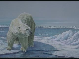 обои Белый медведь в Арктике фото