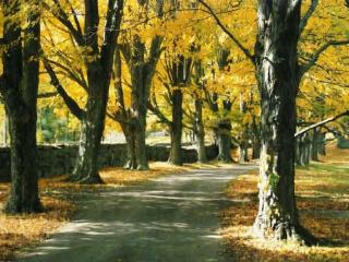 обои Желтые деревья и дорожка фото