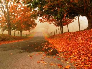 обои Осенняя дорога фото
