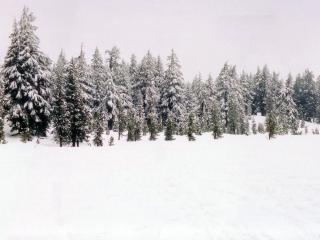 обои Бескрайние зимние леса фото