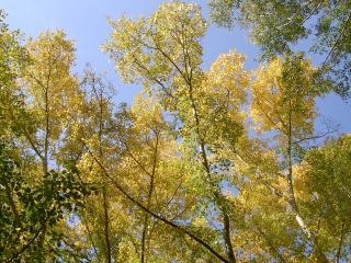 обои Осенние березки с желтой листвой на фоне голубого неба фото