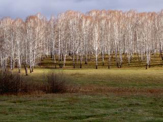 обои Стройные белые деревья на поляне фото