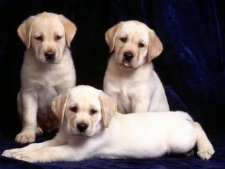 обои Три послушных щенка фото