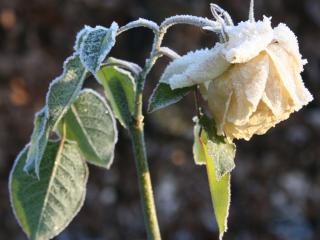 обои Белая роза в снегу фото