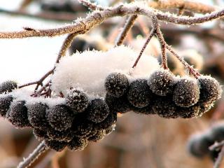 обои Черные ягодки в снегу фото