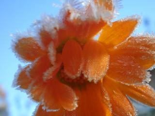 обои Оранжевый цветок в снегу фото