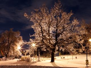 обои Деревья, занесенные снегом фото