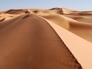 обои Золотые,песчаные дюны пустыни фото