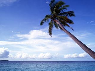 обои Небо, пальмы,и огромный светлый океан фото