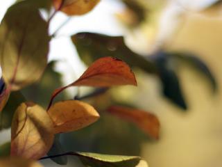 обои Цветные листья дерева увеличенные в несколько раз фото