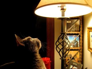 обои Кот и лампа обои фото