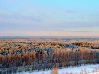 обои для рабочего стола: Красный лес