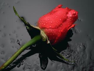 обои Красная роза в дождевой воде фото
