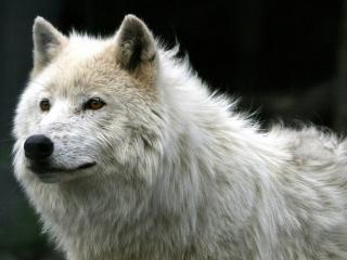 обои Красавец белый волк фото