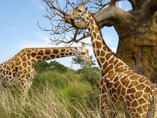 обои Два жирафа возле дерева фото
