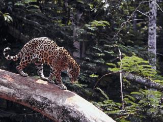 обои Крадушийся леопард в дремучем лесу фото