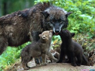 обои Кормящая мать-волчица со своими волчатами фото