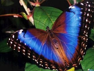 обои Бабочка с цветными крыльями на листе дерева фото